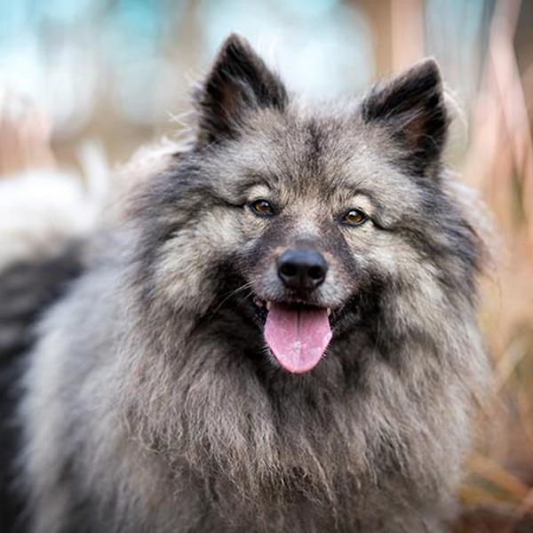 Keeshond